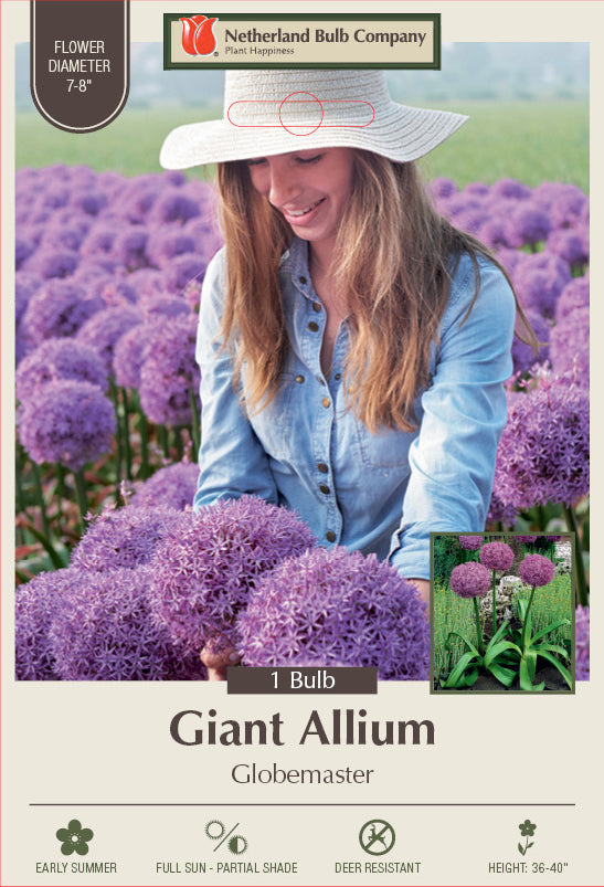Netherland Bulb Company Giant Allium 'Globemaster' (1 Bulb) Mt. Sinai