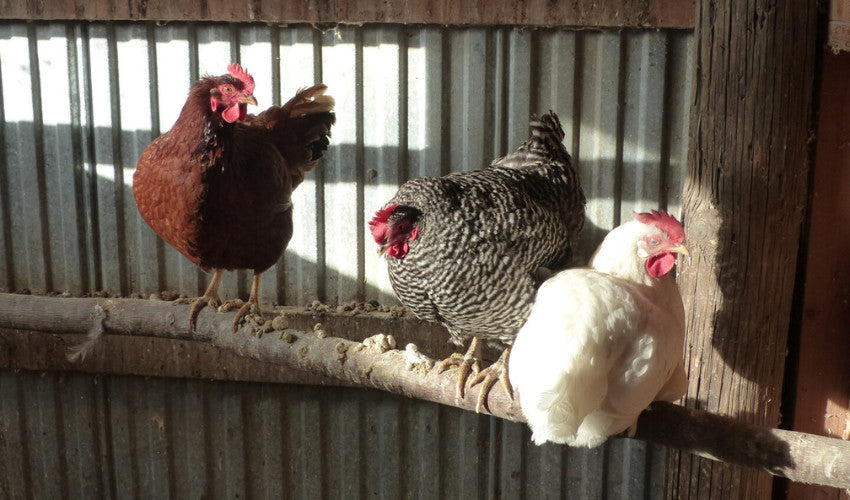 Anticipating Winter with Chickens