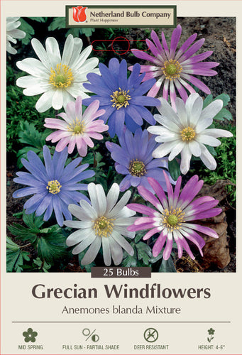 Netherland Bulb Company Grecian Windflowers