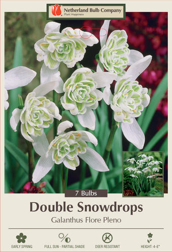 Netherland Bulb Company Double Snowdrops Galanthus Flore Pleno