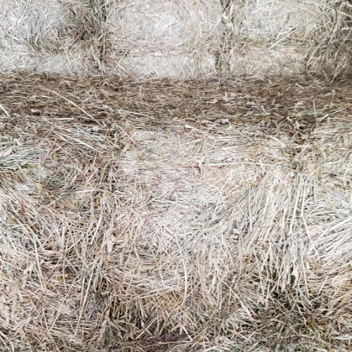 Hay and bedding