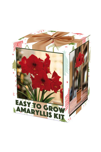 Netherland Bulb Company Amaryllis Galaxy