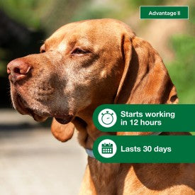 Advantage II Large Dog Vet-Recommended Flea Treatment & Prevention