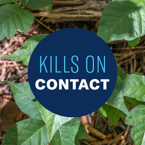 BioAdvanced Brush Killer Plus Concentrate