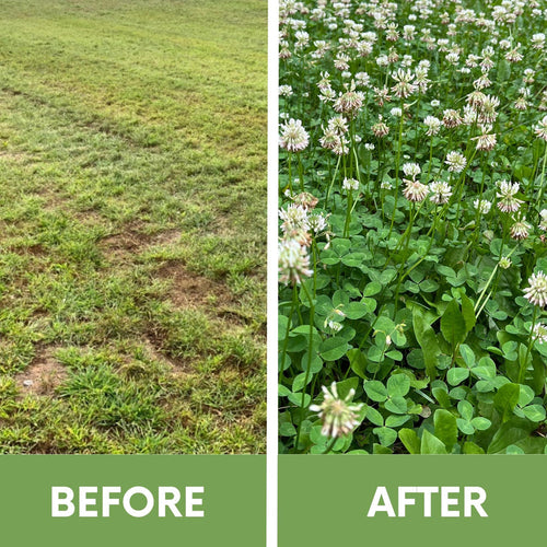 Flowering Lawn Dutch White Clover Easy Spread Shaker