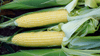 Seedway Bodacious RM Sweet Corn (Cruiser Treated)