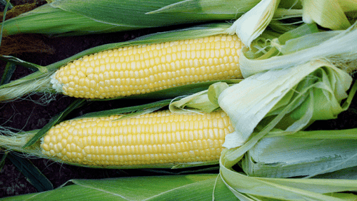 Seedway Bodacious RM Sweet Corn (Cruiser Treated)