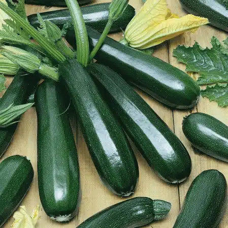 Seedway Black Beauty Zucchini (Treated Seed)