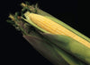Seedway Kandy Korn Sweet Corn (Cruiser Seed)