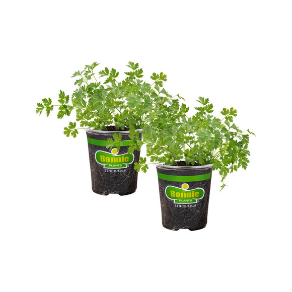 agway potting mix AGWAY PREMIUM POTTING MIX - Mt. Sinai, NY