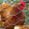 Origin Point Brands Chicken Wire (48