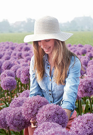Netherland Bulb Company Giant Allium 'Globemaster'