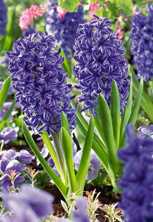 Netherland Bulb Company Hyacinth orientalis 'Blue Jacket'