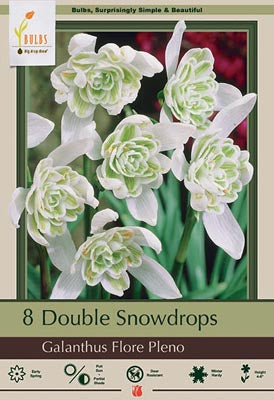 Netherland Bulb Company Double Snowdrops Galanthus Flore Pleno - 8 Bulbs (5/6 cm Bulbs)