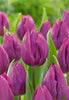 Netherland Bulb Company Tulip 'Purple Prince'