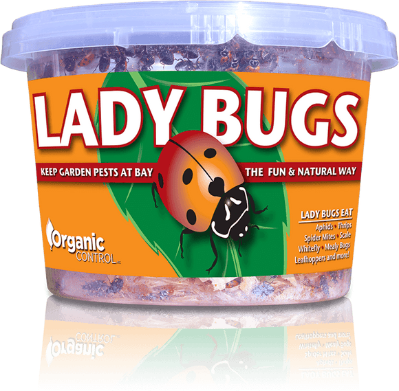 Organic Control Ladybugs