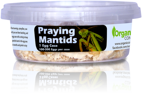 Organic Control Praying Mantids